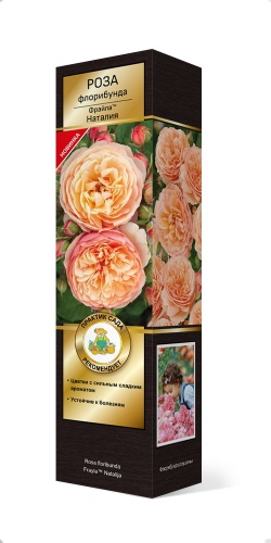 Роза флорибунда Фрайла Наталия
