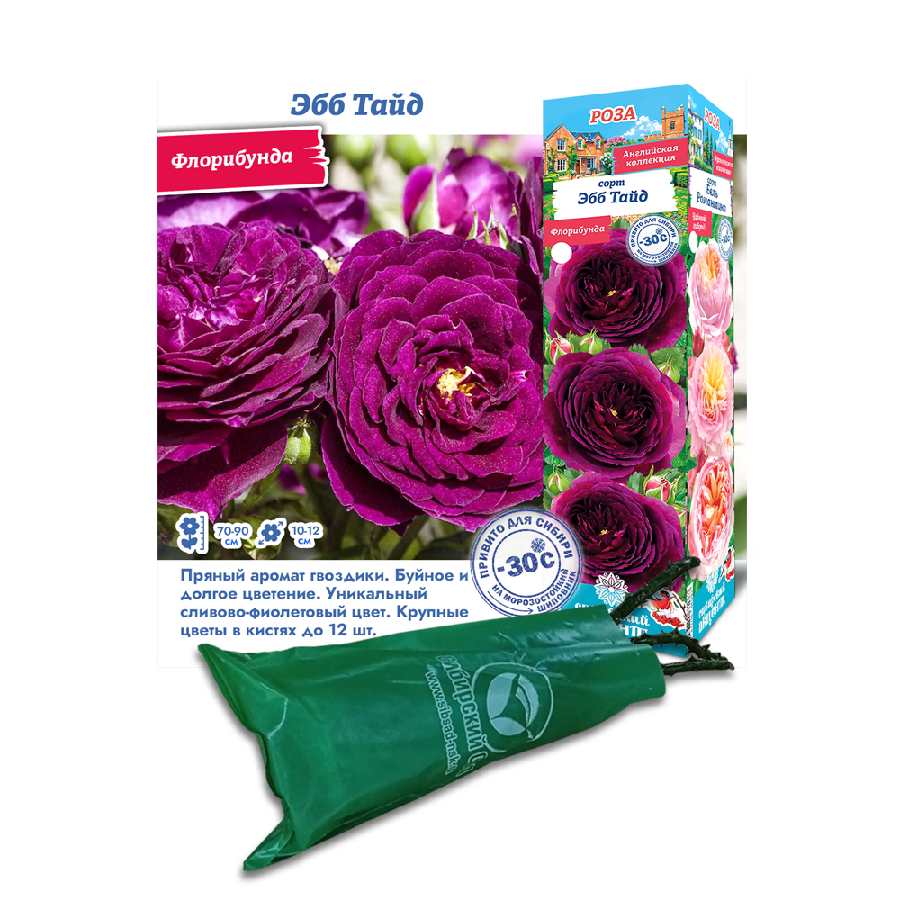 Роза Эбб Тайд (Сиб Сад ) Флорибунда