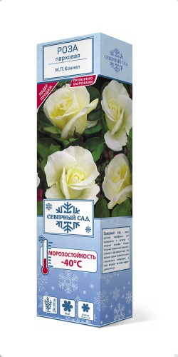 Роза канадская парковая Ж.П.Коннел