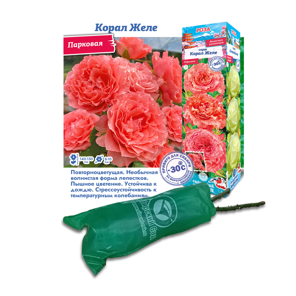 Роза Корал Желе (СибСад) Парковая
