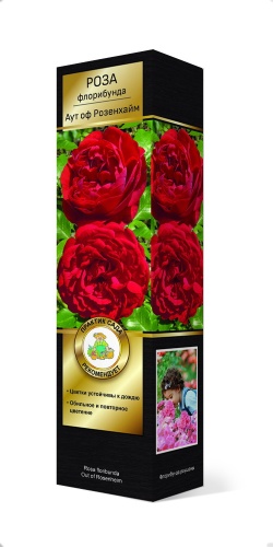 Роза КОРДЕС флорибунда Аут оф Розенхайм