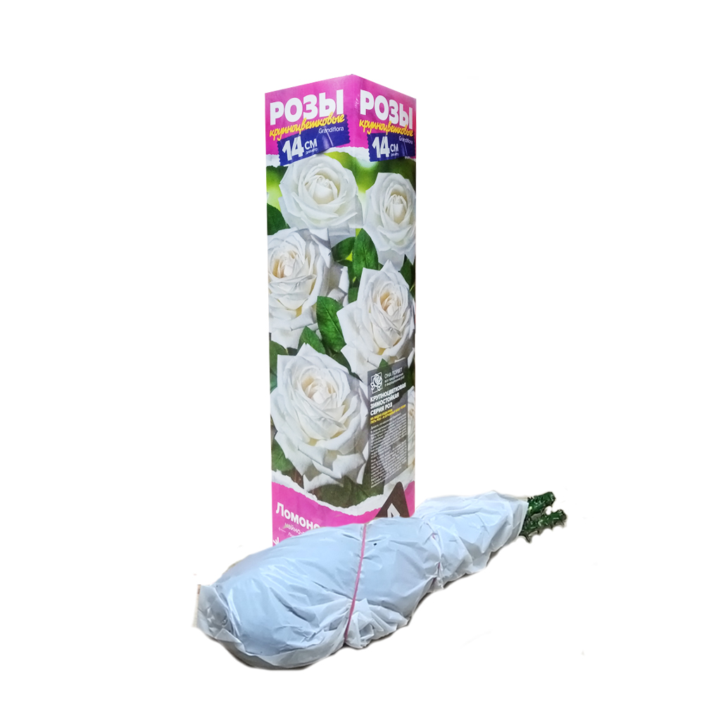 Роза Ломоносов (Сем Алтая)