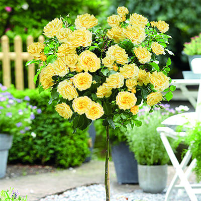 Роза штамбовая флорибунда Майсур