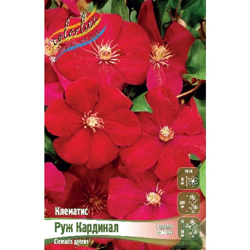Клематис Руж Кардинал (ИС) 2