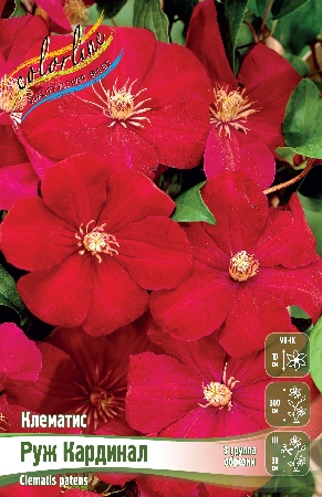 руж кардинал cb6547540ecaecd