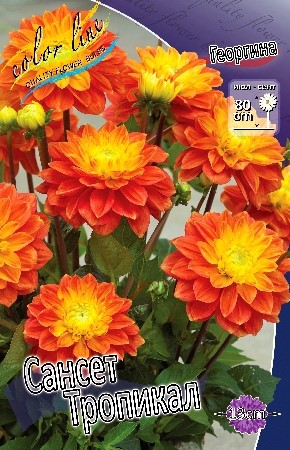 Сансет Тропикал