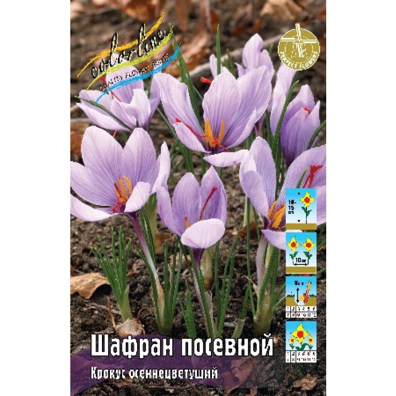 Крокусы Шафран  5+ (ИС) 10