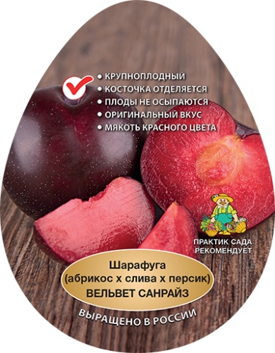 Шарафуга вельвет санрайз