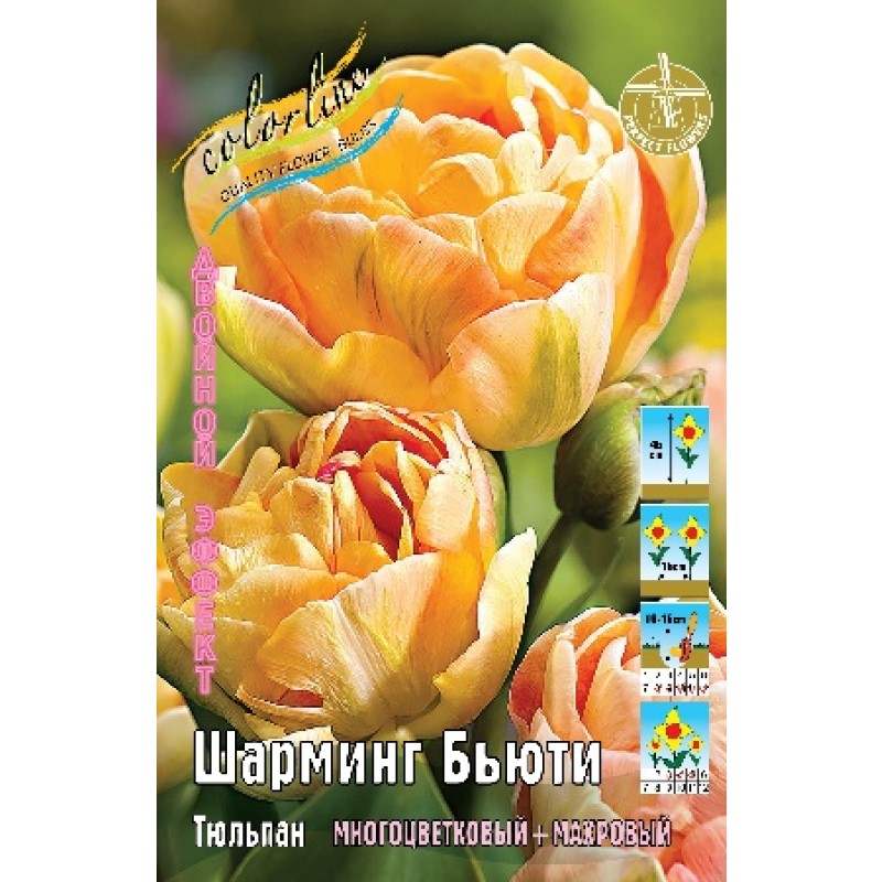 Тюльпан Шарминг Бьюти 11/12 (ИС) 7
