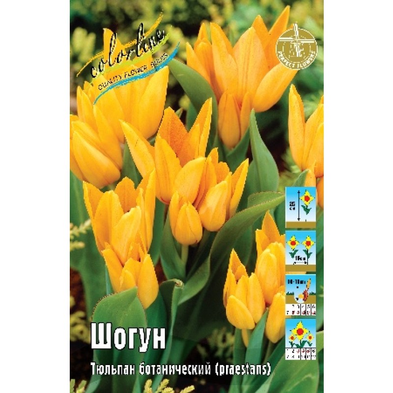 Тюльпан Шогун (ИС) 10
