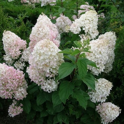 Сильвер Доллар