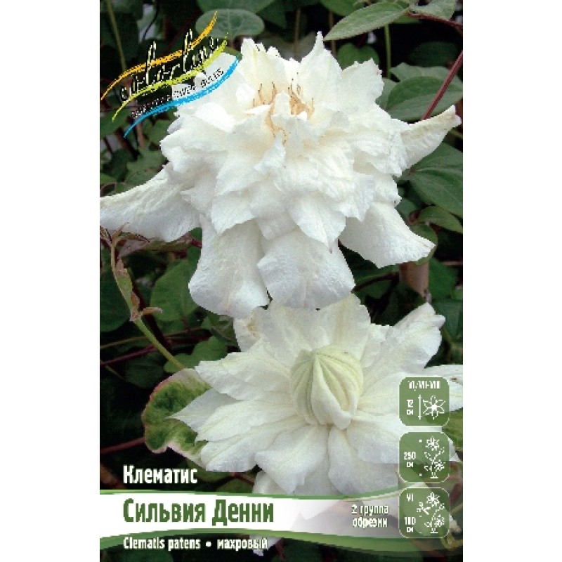Клематис Сильвия Денни (ИС) 2