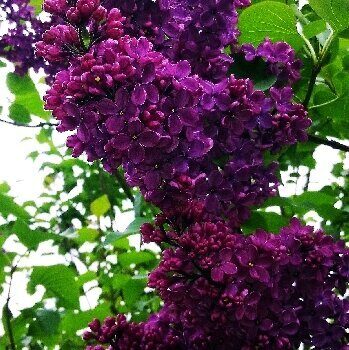 Syringa vulgarisAndenken an Ludwig Spath