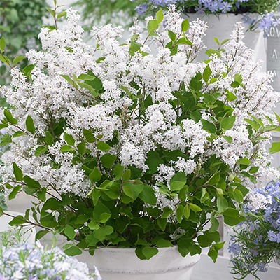 Сирень ФлауэрфестаУайт