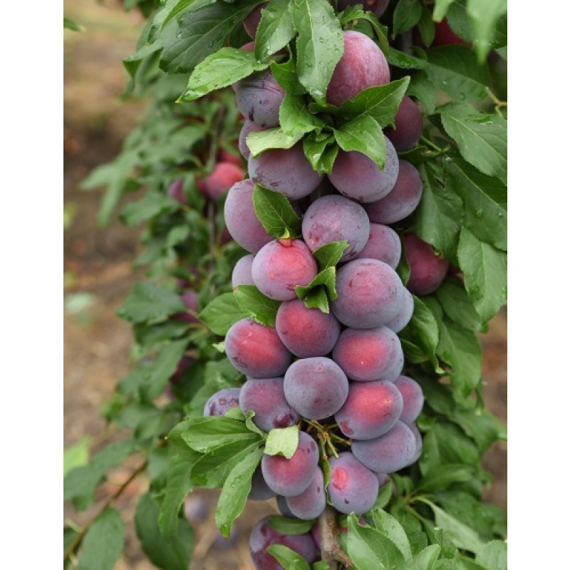 Слива Кубанская Комета (Поиск)  этикетка