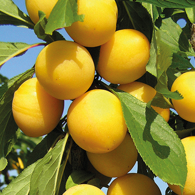 Слива злато скифов