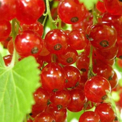 Смородина красная Константиновская