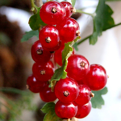 Смородина красная Мармеладница