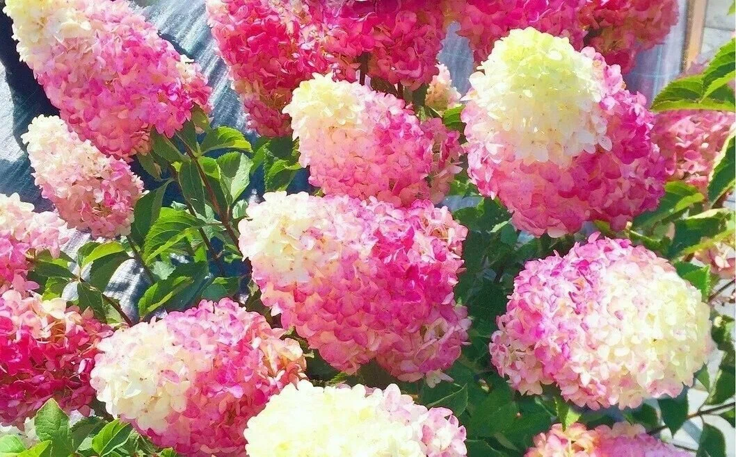 строуберри блосом