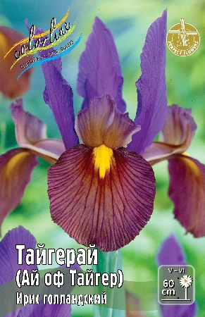 Тайгерй ай оф тайгер