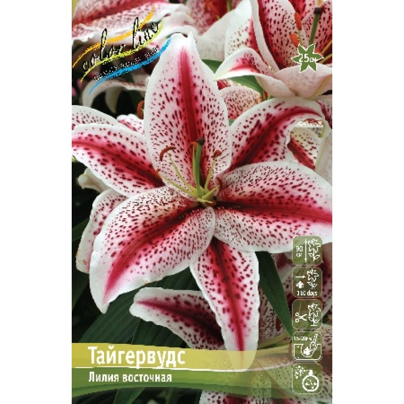 Лилии Тайгервудс (ИС) 5
