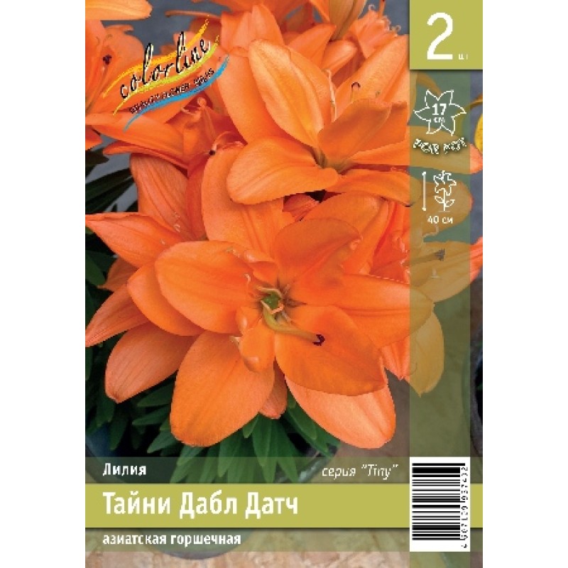Лилии Тайни Дабл Датч(ИС) 2 эконом