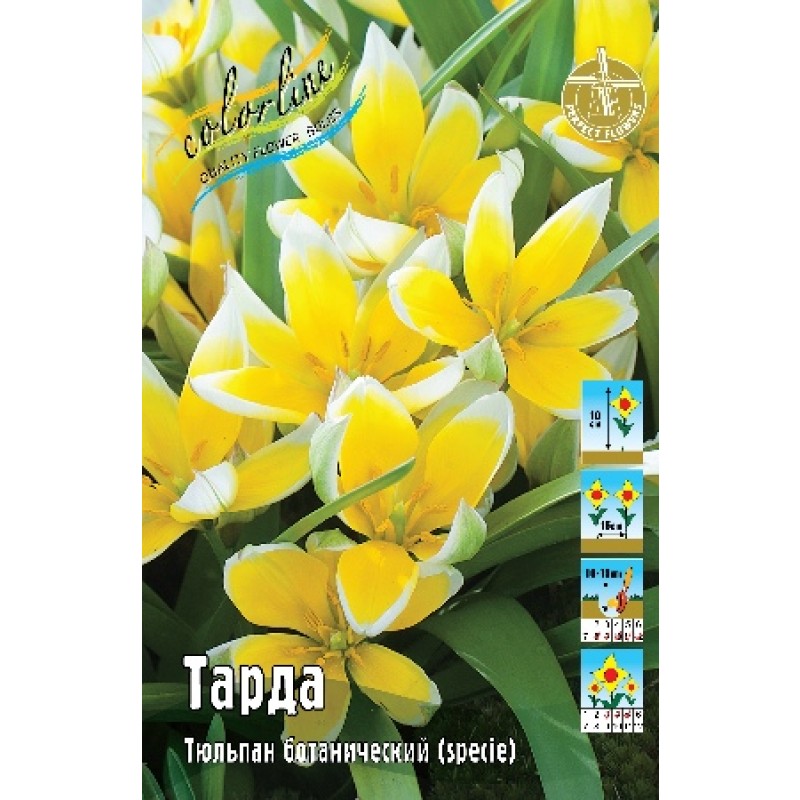 Тюльпан Тарда 8+ (ИС) 10