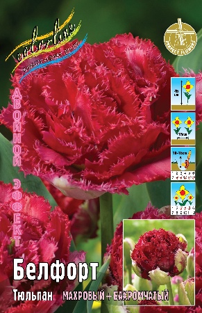тюльпан белфорт ис