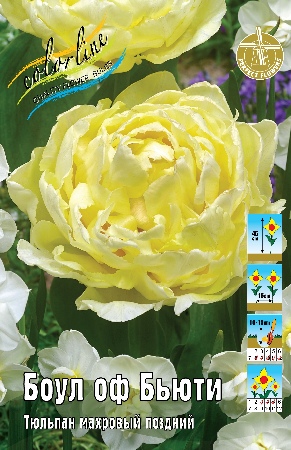тюльпан боул оф бьюти ис