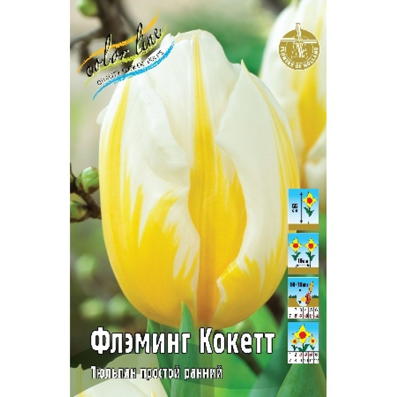 Тюльпан Флэминг Кокетт (ИС) 8