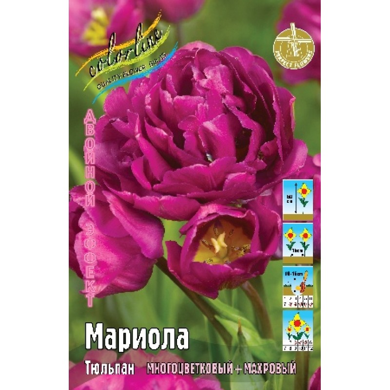 Тюльпан Мариола 11/12 (ИС) 7