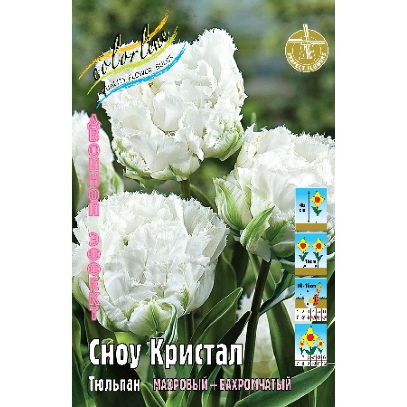 Тюльпан Сноу Кристал 11/12 (ИС) 7