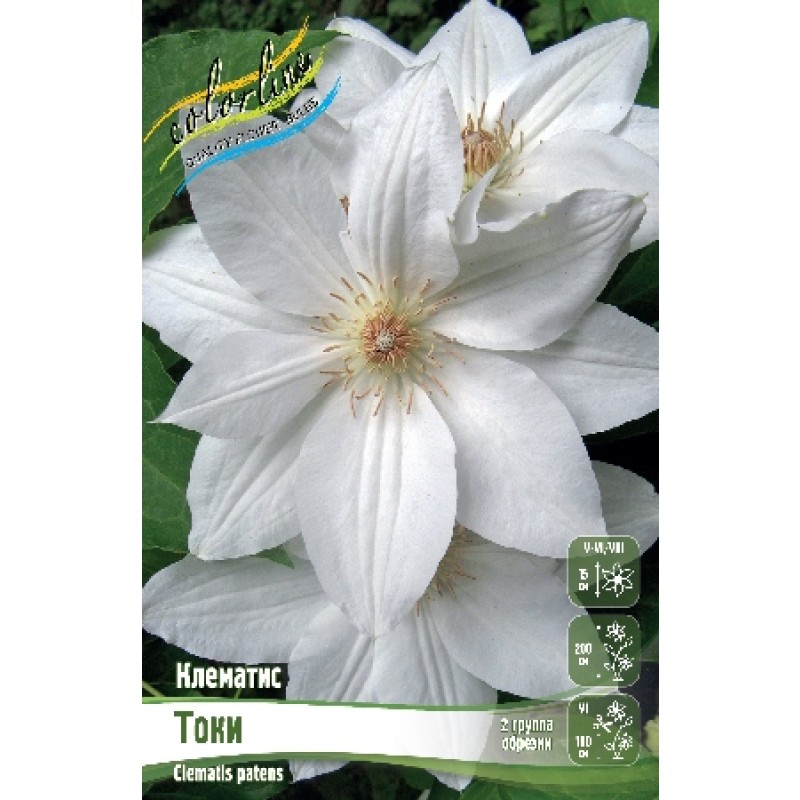 Клематис Токи (ИС) 2