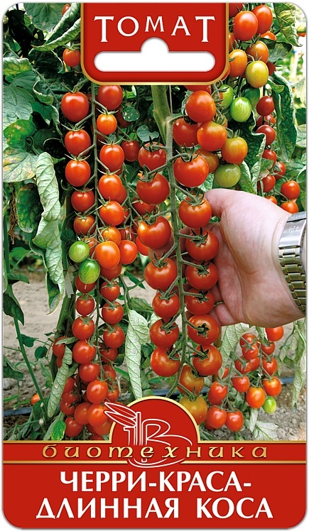 томат черри краса длиная коса био