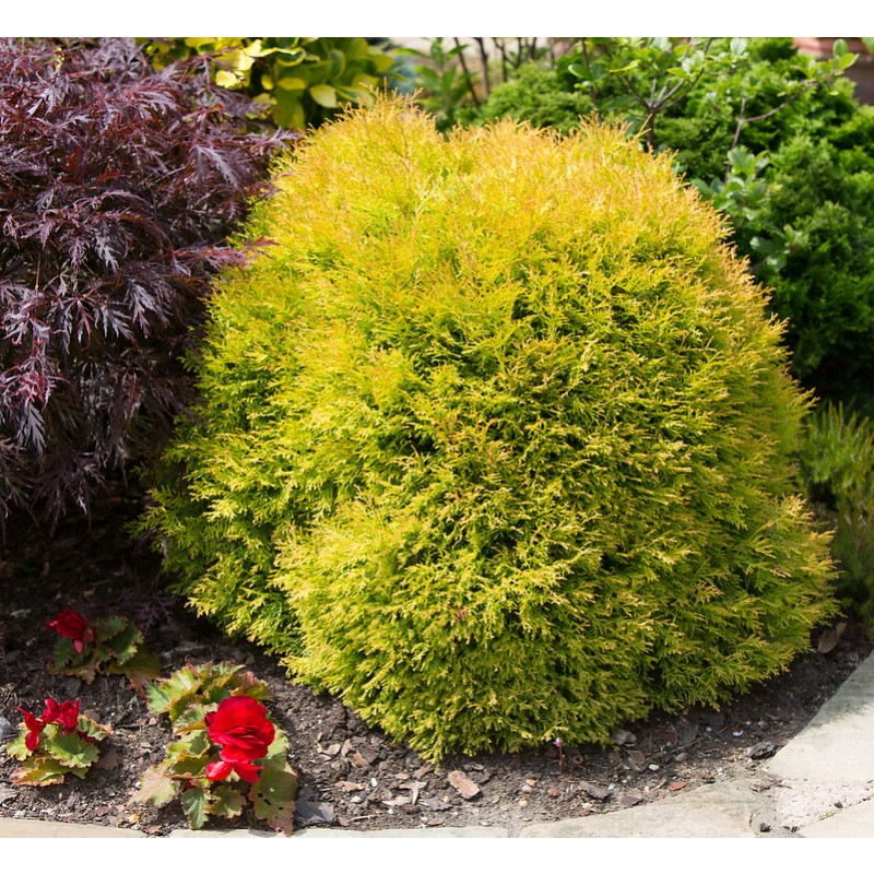 Туя западная Рейнголд Р9