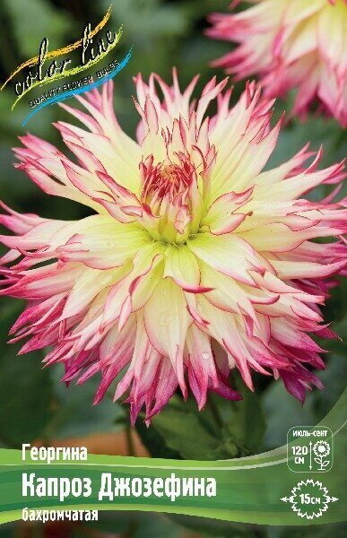 u5jfkf48jm6x3ep573ro6mhi5tac3d8c