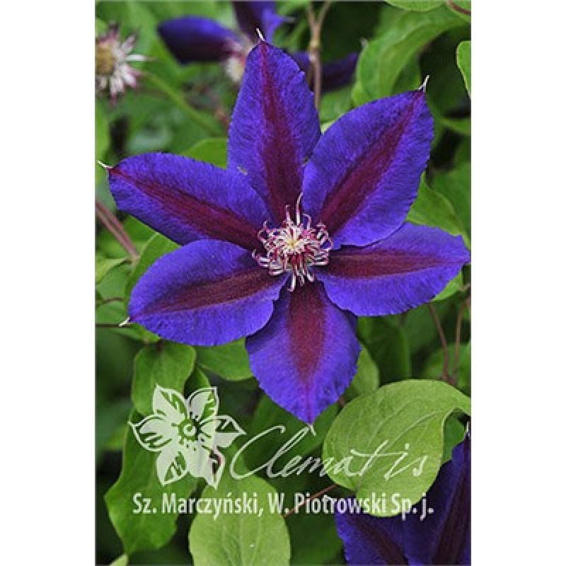 Клематис Уальдфайр Р9 (ИС)