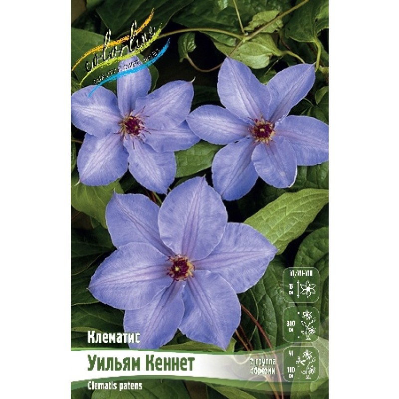 Клематис Уильям Кеннет (ИС) 2
