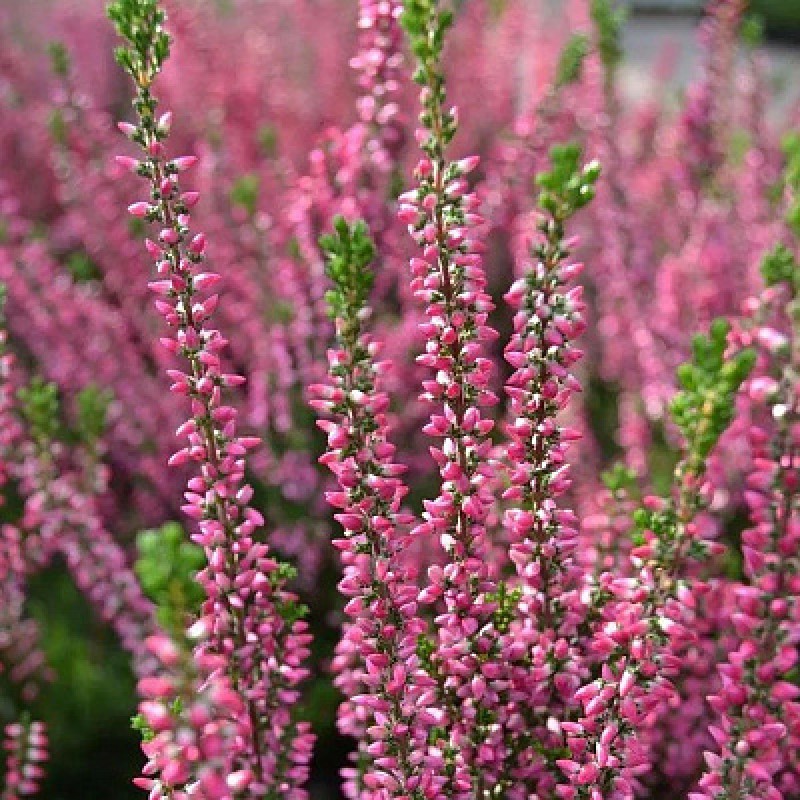 Вереск Марлис (Поиск)