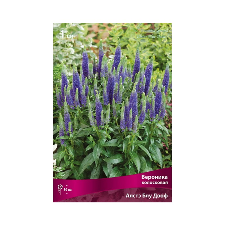 Вероника Алстэ Блу Двоф (Поиск)