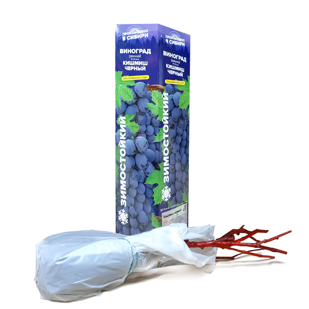 Виноград Кишмиш черный (Сем Алтая)