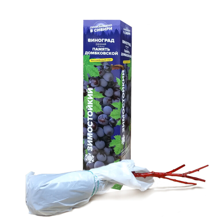 Виноград Памяти Домбковской (Сем.Алтая)