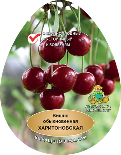 Вишня харитоновская