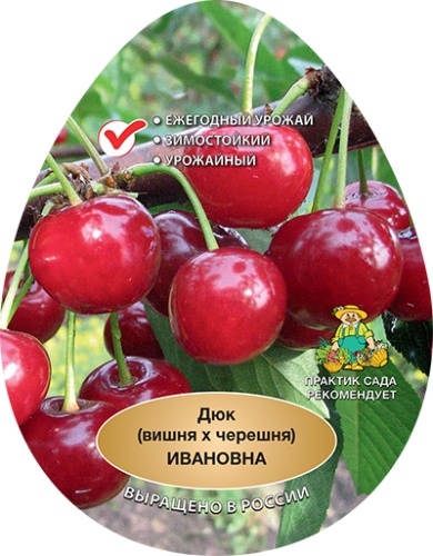 Вишня ивановна эт