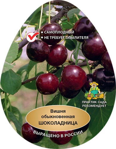 Вишня шоколадница эт
