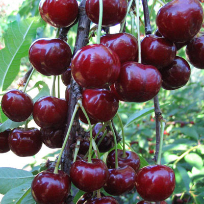 Вишня x черешня (дюк) Кормилица