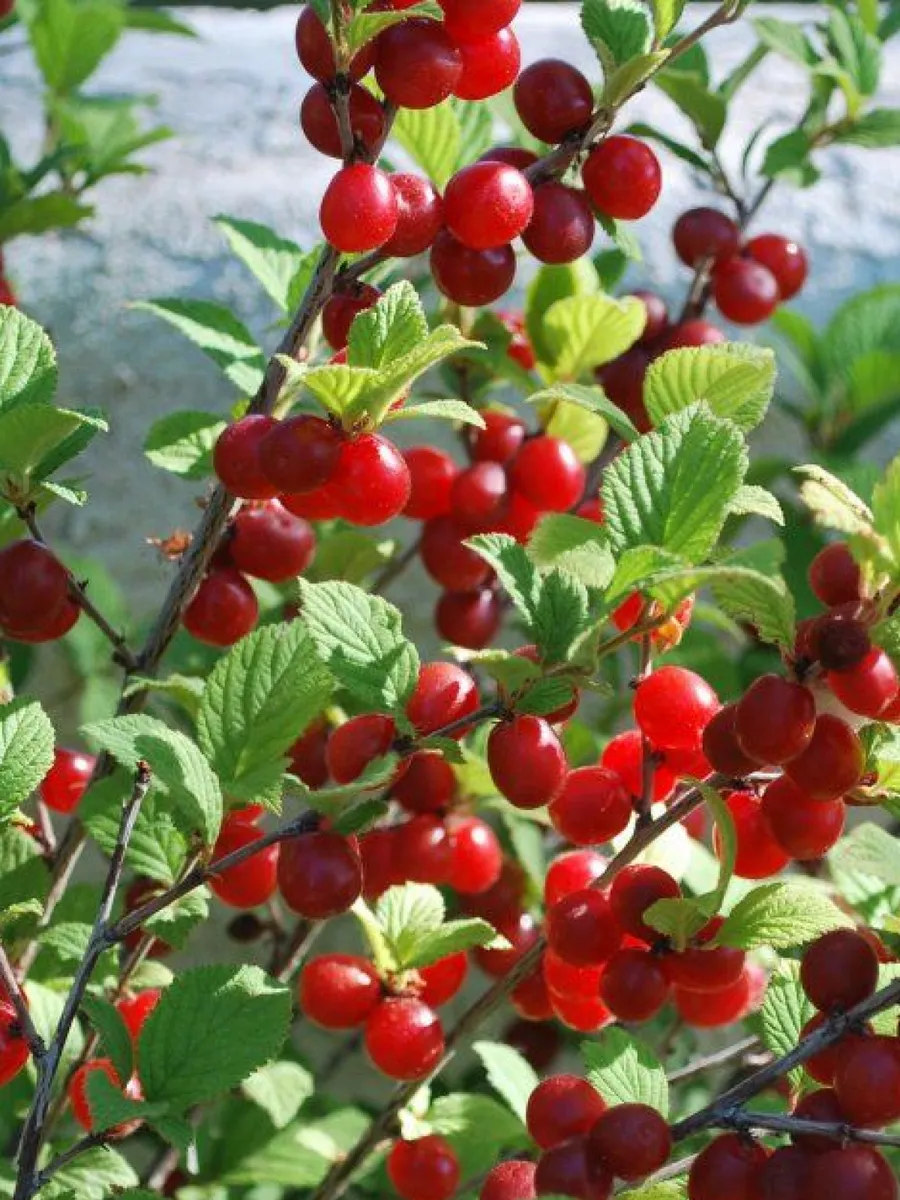 ВишняВойлочная1