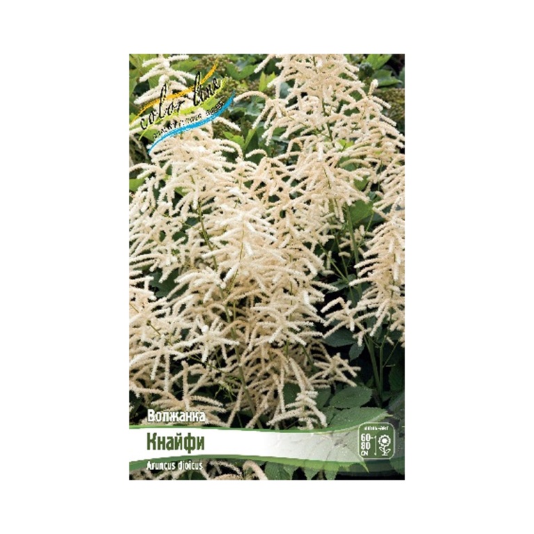 Волжанка Кнайфи (ИС) 1