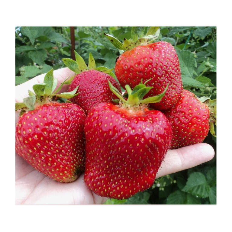 Земляника Джоли (среднеранний) P9 / 12