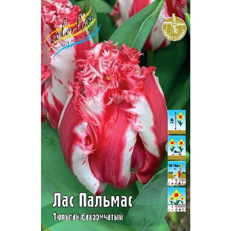 Тюльпан Лас Пальмас (ИС) 7